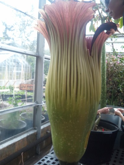 UW Greenhouse Giant Corpse Flower