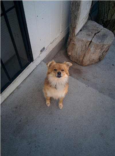 my dog