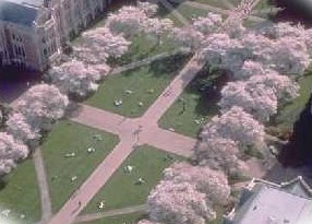 University of Washington Quad