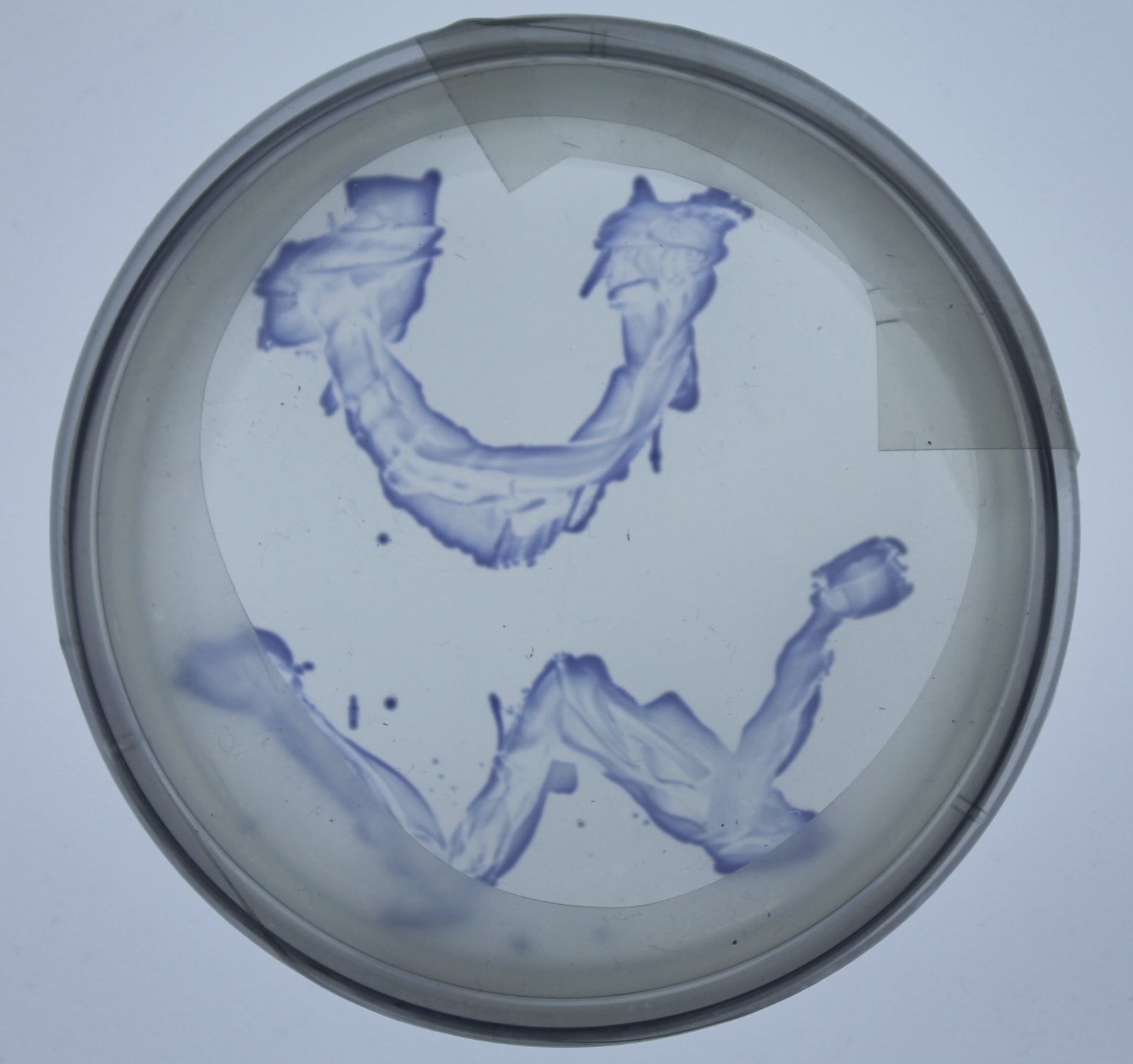 Protein Purification project