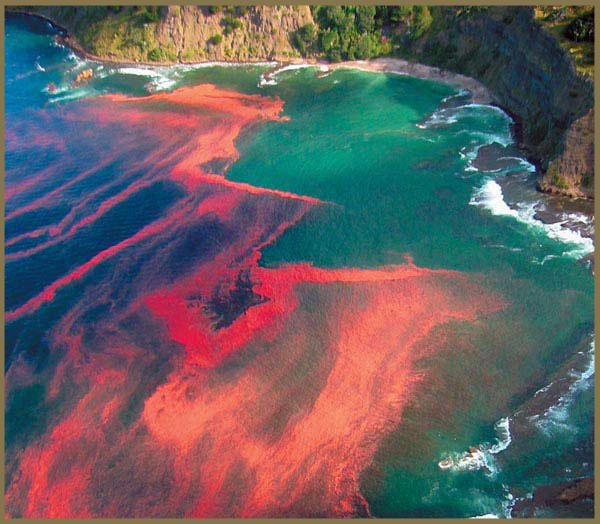 Lab on a Strip project